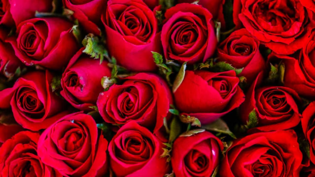 Rose Day Wishes: आज से शुरू हो रहा प्यारा का सप्ताह, अपने Lover को भेजे प्यारा सा गुलाब और मजेदार शायरी