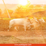 kisan